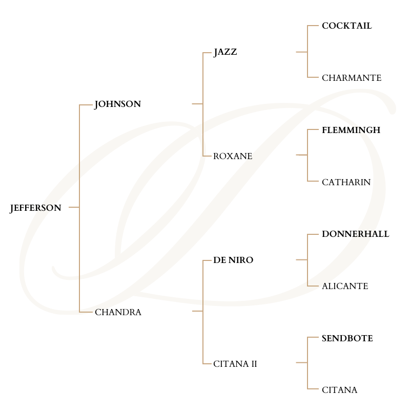 Jefferson Genealogy